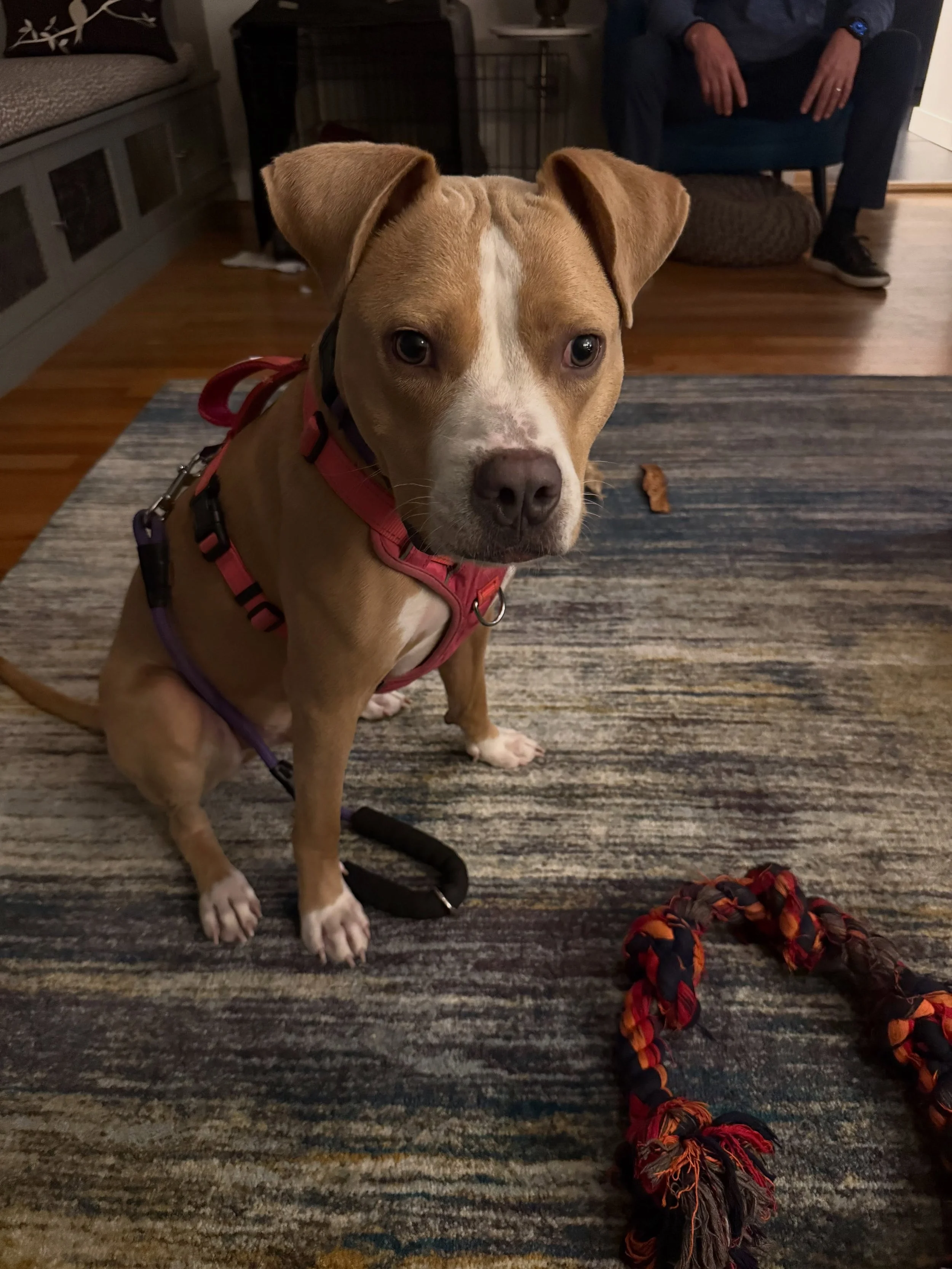 Here&rsquo;s Zeus! A 9 mo old Pitbull who is very friendly and happiest around dogs, kids and people! However, his excitement and arousal causes him to become extra and requires management and lessons to help him self-regulate. Jumping, nipping and h
