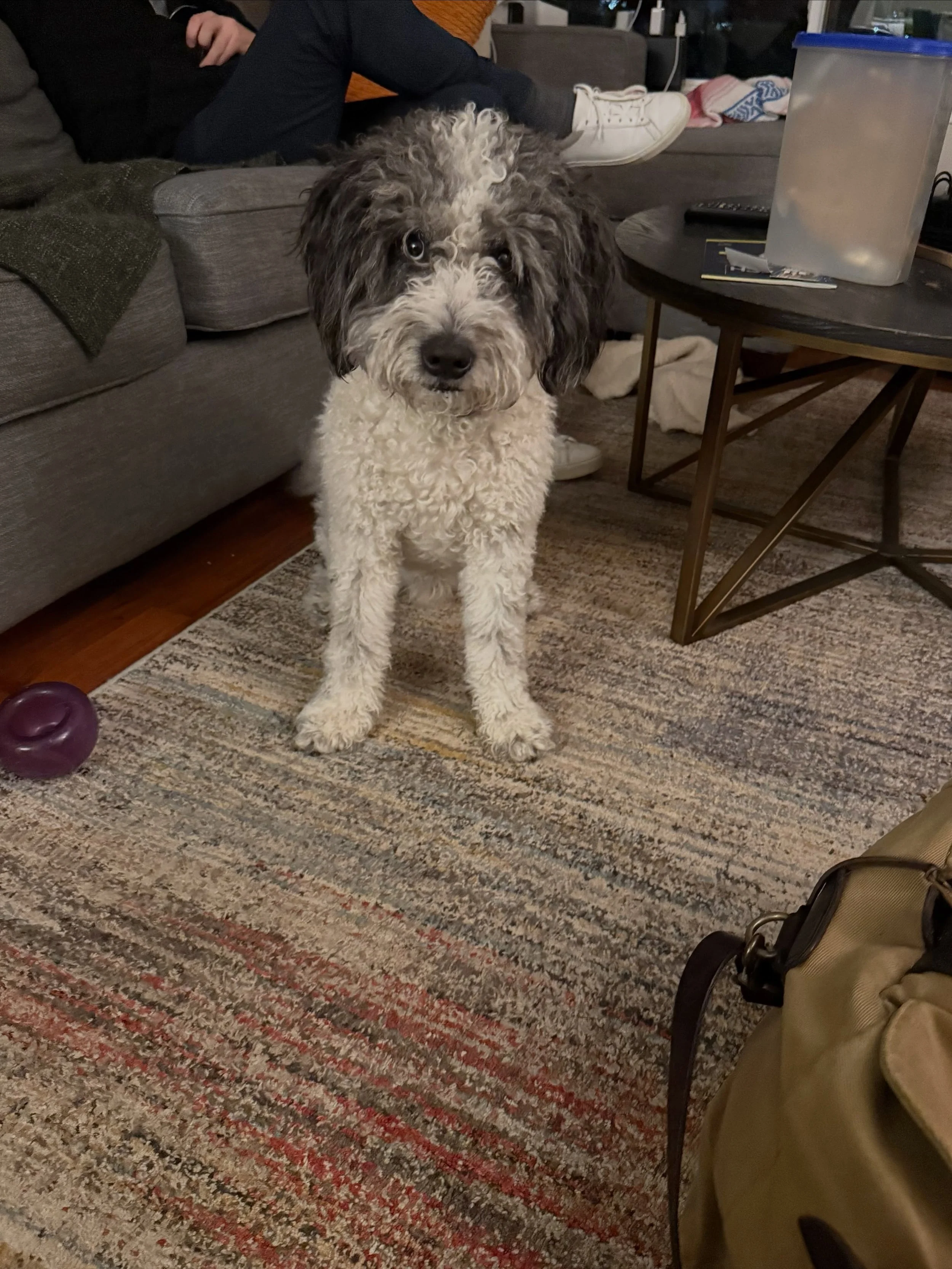 Here&rsquo;s Hubble! A 3 yr old Mini Bernadoodle who has reactivity on leash in the apartment hallway, with new guests and a specific neighbor dog. Hubble is anxious and uncertain but responds well to clear boundaries, rules and support to improve hi