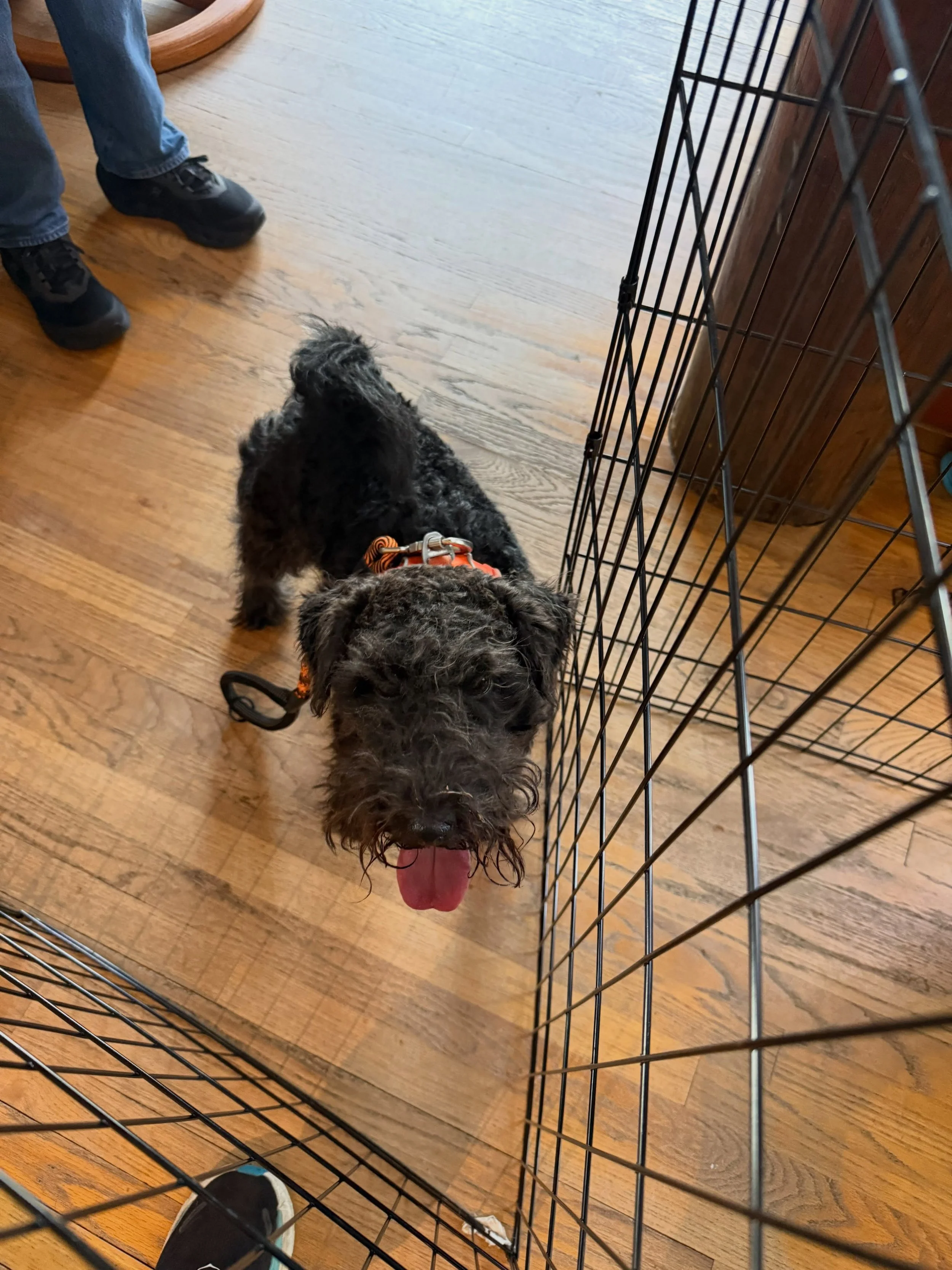Here&rsquo;s Soochi! A 2+ yr old Lakeland Terrier who exhibits anxiety, barks and nips his owners with changes in his environment and twirls repeatedly when agitated. Educated and supported family with setting clear boundaries and protocols to teach 