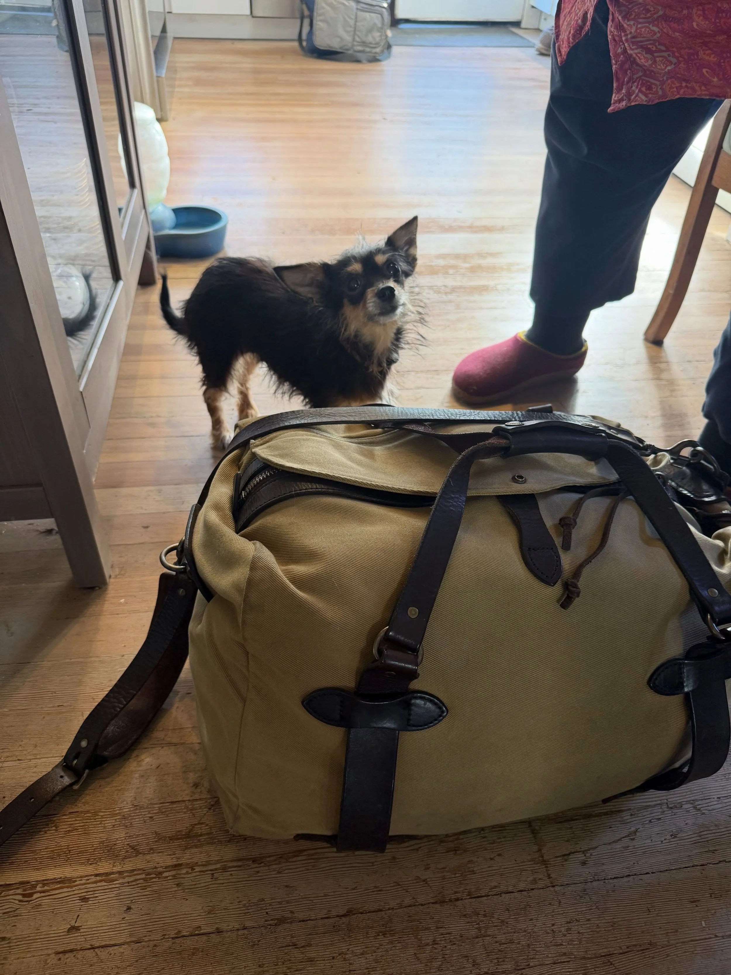 Here&rsquo;s Little Dog! A Yorkie/Chihuahua mix of unknown age with a host of challenging behaviors including fear aggression, separation anxiety, inconsistent potty habits, eating habits and stress in the car. Educating and supporting owner who is s