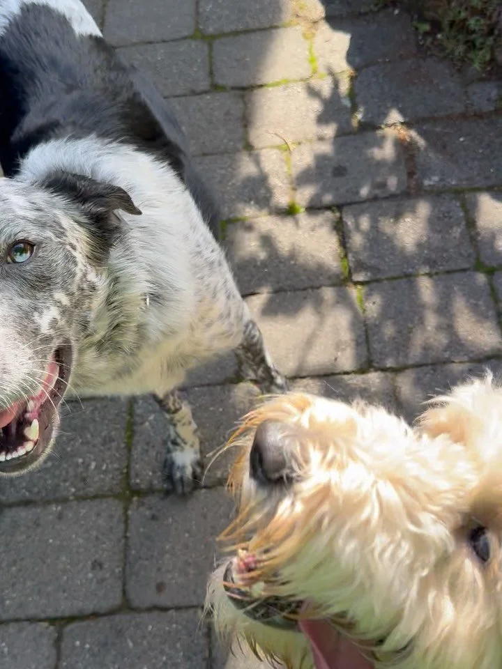 Here&rsquo;s Bluey (2 yr old Border Collie mix) and Daisy! These two finally got a chance to wrestle after teaching Bluey&rsquo;s owners how to establish a stronger connection and improved leadership for a more satisfying life together. Over the past