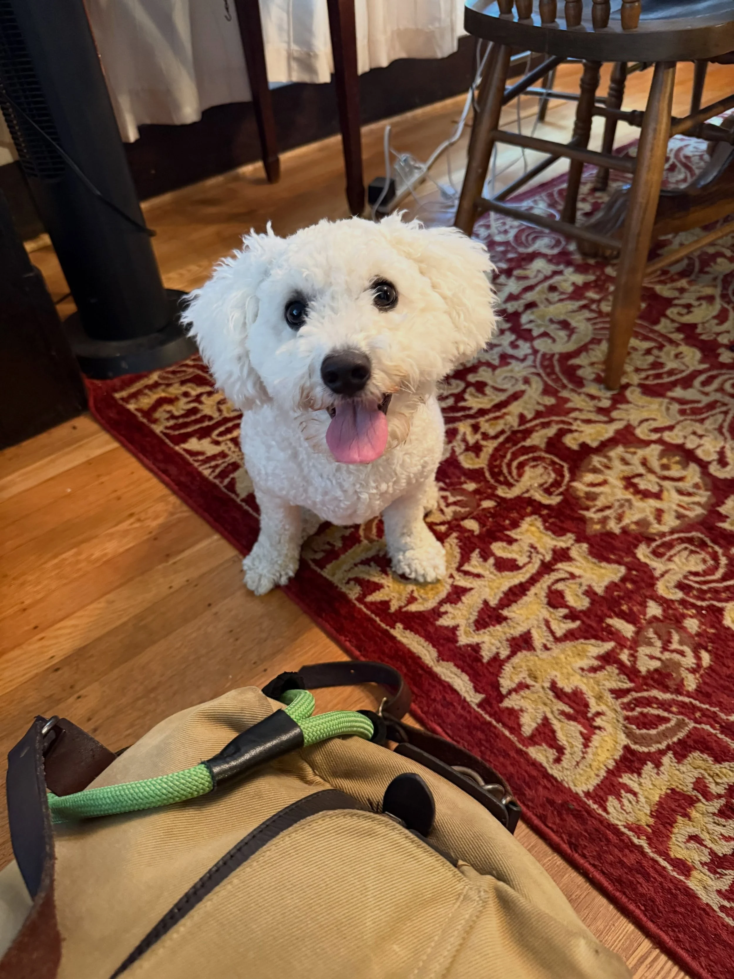 Here&rsquo;s Kea! A 15 mo old Bichon who loves to jump on people, pull towards other dogs on leash, run away from the harness and refuse to come inside when called. Educated owner how to build better communications, set consistent boundaries, meet un