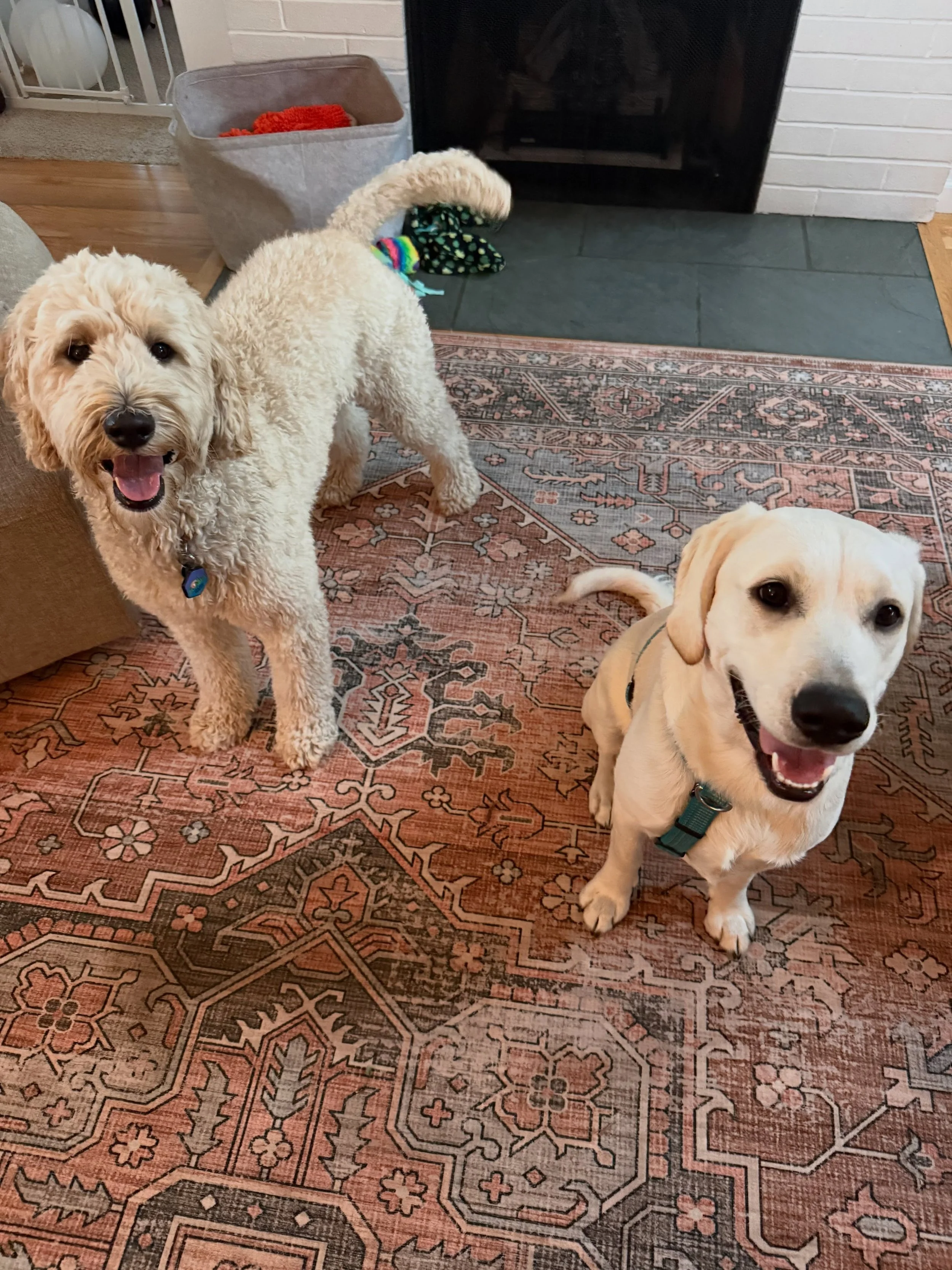 Here&rsquo;s Daisy and Daisy!! She is a 9 mo old Golden/Lab mix who is learning impulse control, leash pulling and jumping as foundational skills in her young education. She learned well with my Daisy and had a wonderful session together which includ