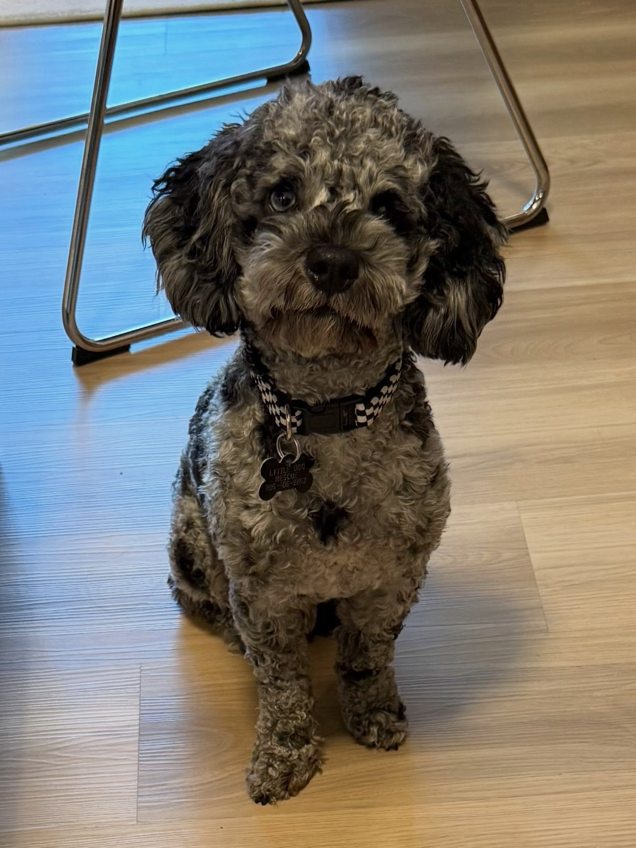 Here&rsquo;s Leo! A 17 mo old Cocker Spaniel who has resource guarding tendencies with females and educating his foster family for strategies to improve leadership, set clear boundaries and create support to ease his attachment and build confidence. 
