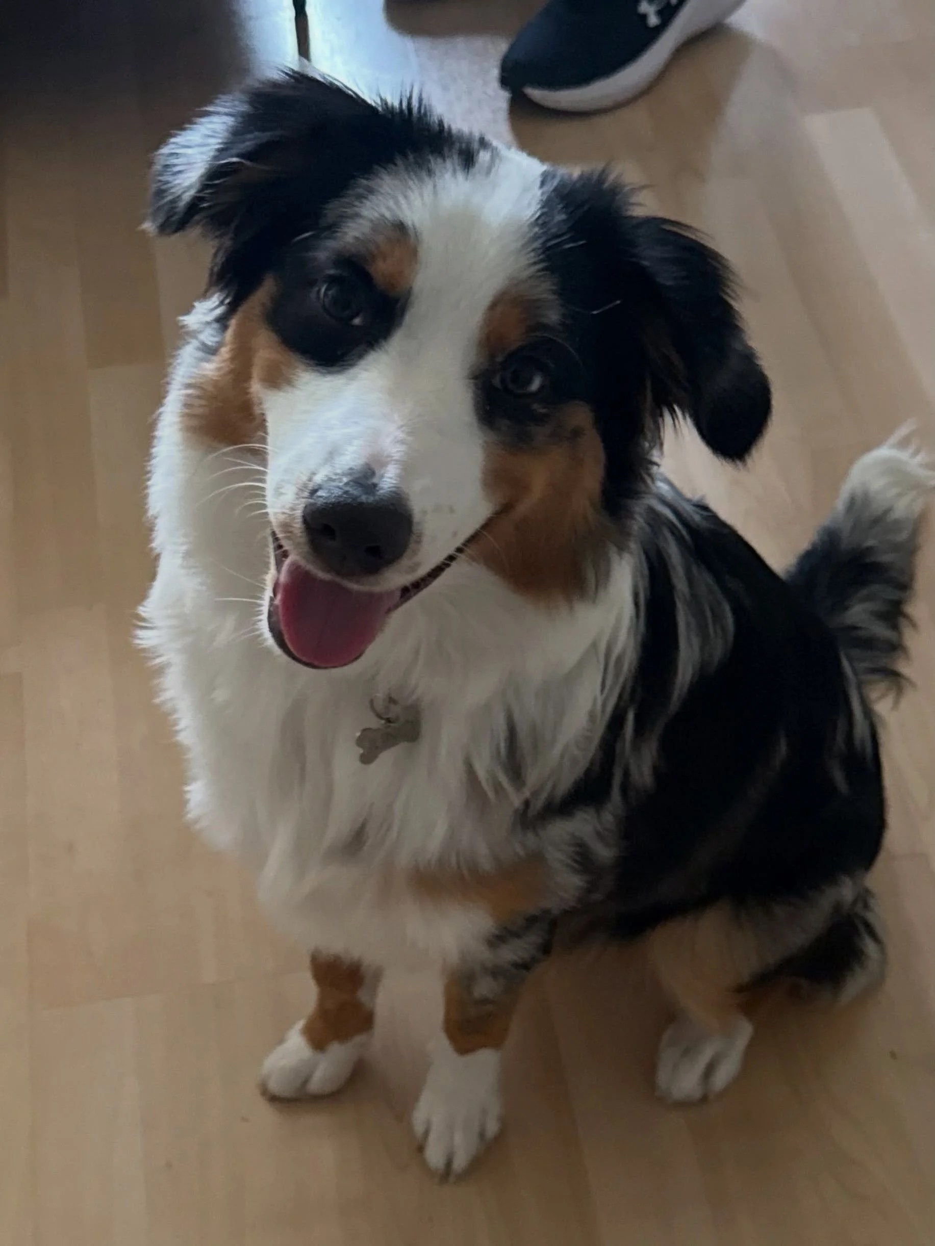 Here&rsquo;s Juno! A 6 mo old Aussie/American Shepherd who experiences significant separation anxiety when her owner leaves the home and begins whining, barking and pacing. Educating owners how to establish new strategies to assist in her training an