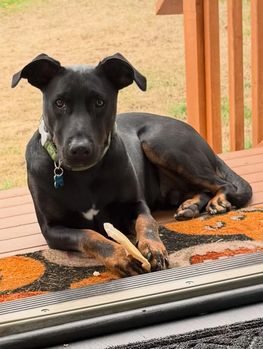 Here&rsquo;s Atlas! An 11 mo old Doberman/Shepherd mix who barks and guards his territory typically towards men, is anxious on leash when overstimulated and has challenges with young kids. Educated owners of proper protocols for introduction, strateg