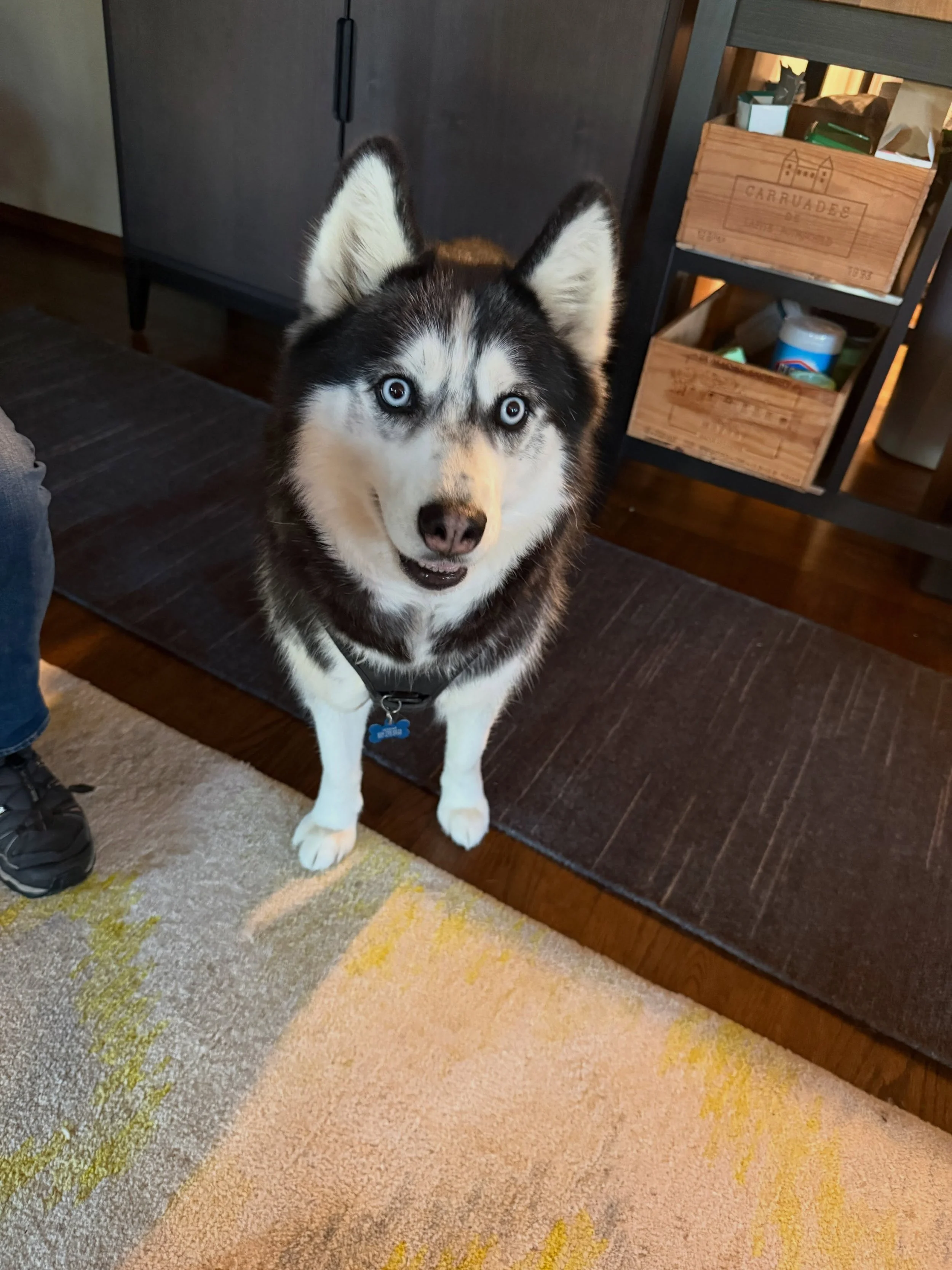 Here&rsquo;s Gypsy! A 6 yr old shy Husky who needs guidance, support and patience from her owners to slowly develop trust and comfort to ease her anxiety and reduce barking.  Educated owners on protocols to keep her comfortable, wait for her to make 