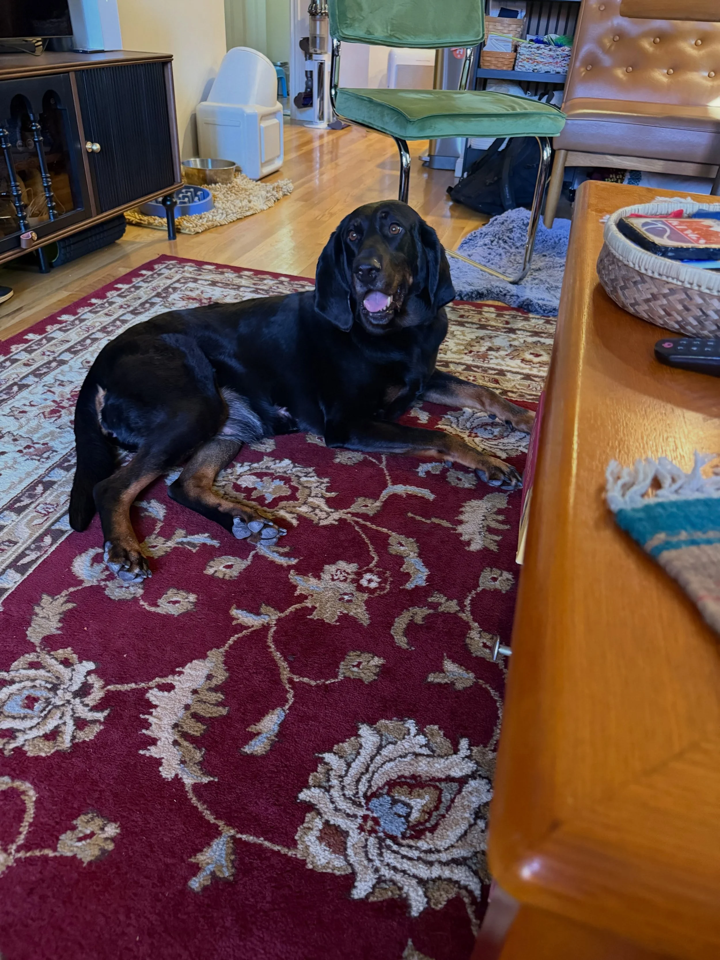 Here&rsquo;s Millie! A 5.5 yr old Black and Tan Coonhound who is working on developing a stronger connection to her owners, improving leash walking and recall. Millie&rsquo;s nose will often distract her during walks and in general making it more cha