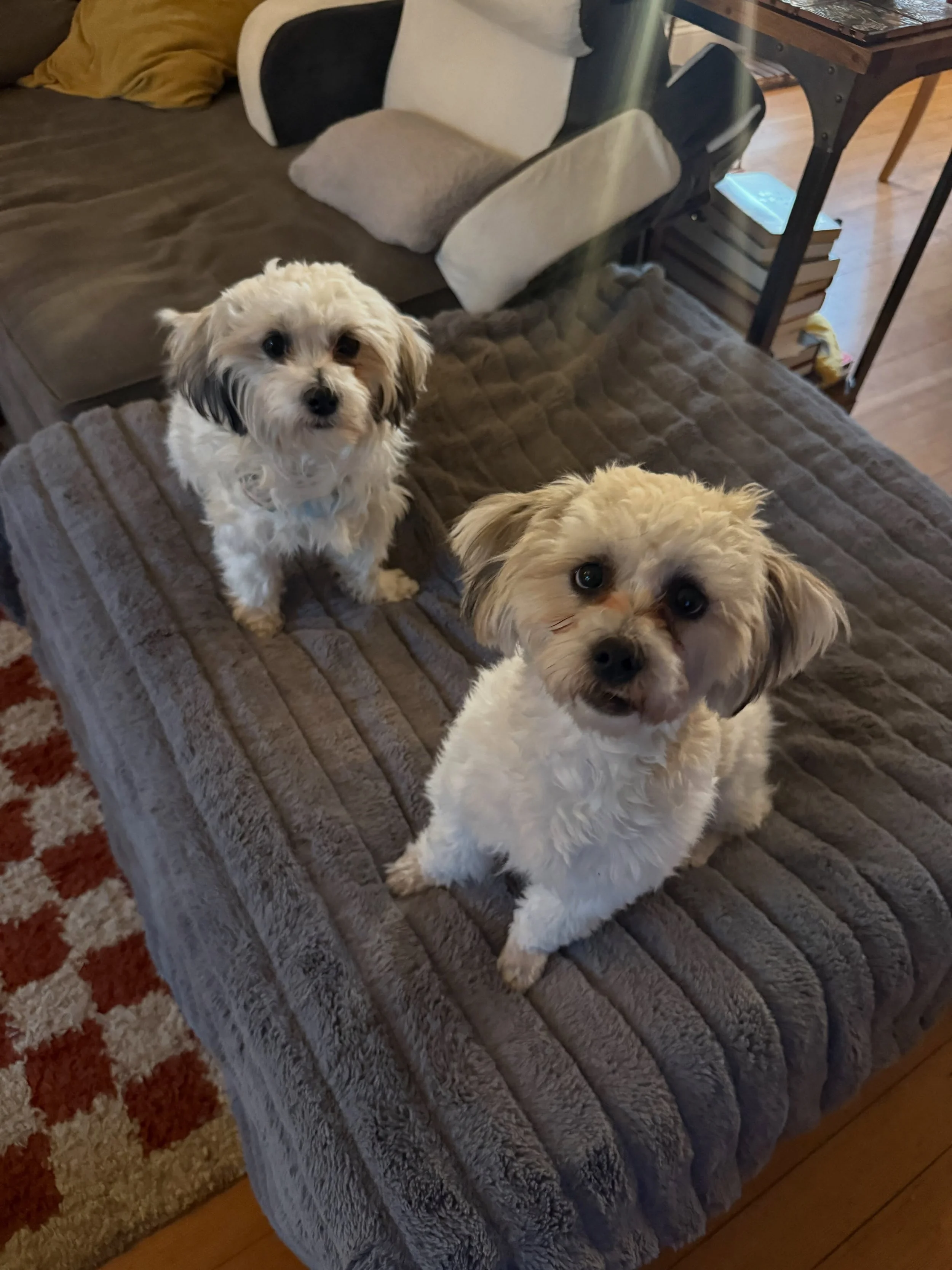 Here&rsquo;s Hazelnut and Luanne! 7 mo old Shih Tzu/Bichon bonded sisters who are adjusting to life together. Luanne is fully blind as we work to manage arousal greetings, Hazelnut&rsquo;s resource guarding, meal management and recall training. These