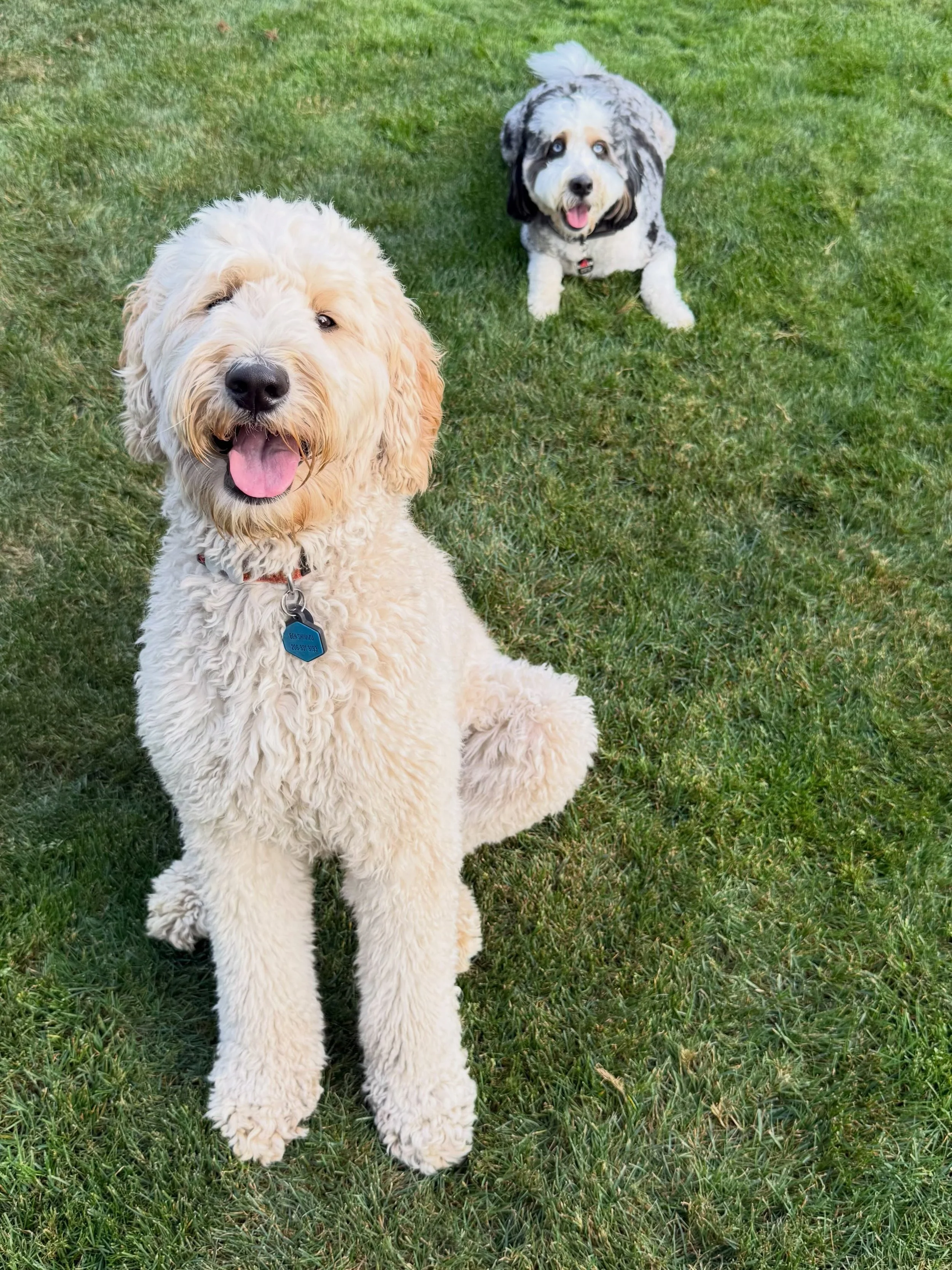 Here&rsquo;s Daisy and Baxter! A 2.5 yr old shy Bernadoodle whose sensitivities to random noises, tentativeness initially to dog play, reluctance to move ahead on leashed walks and barks persistently when guests are preparing to leave. Working on inc