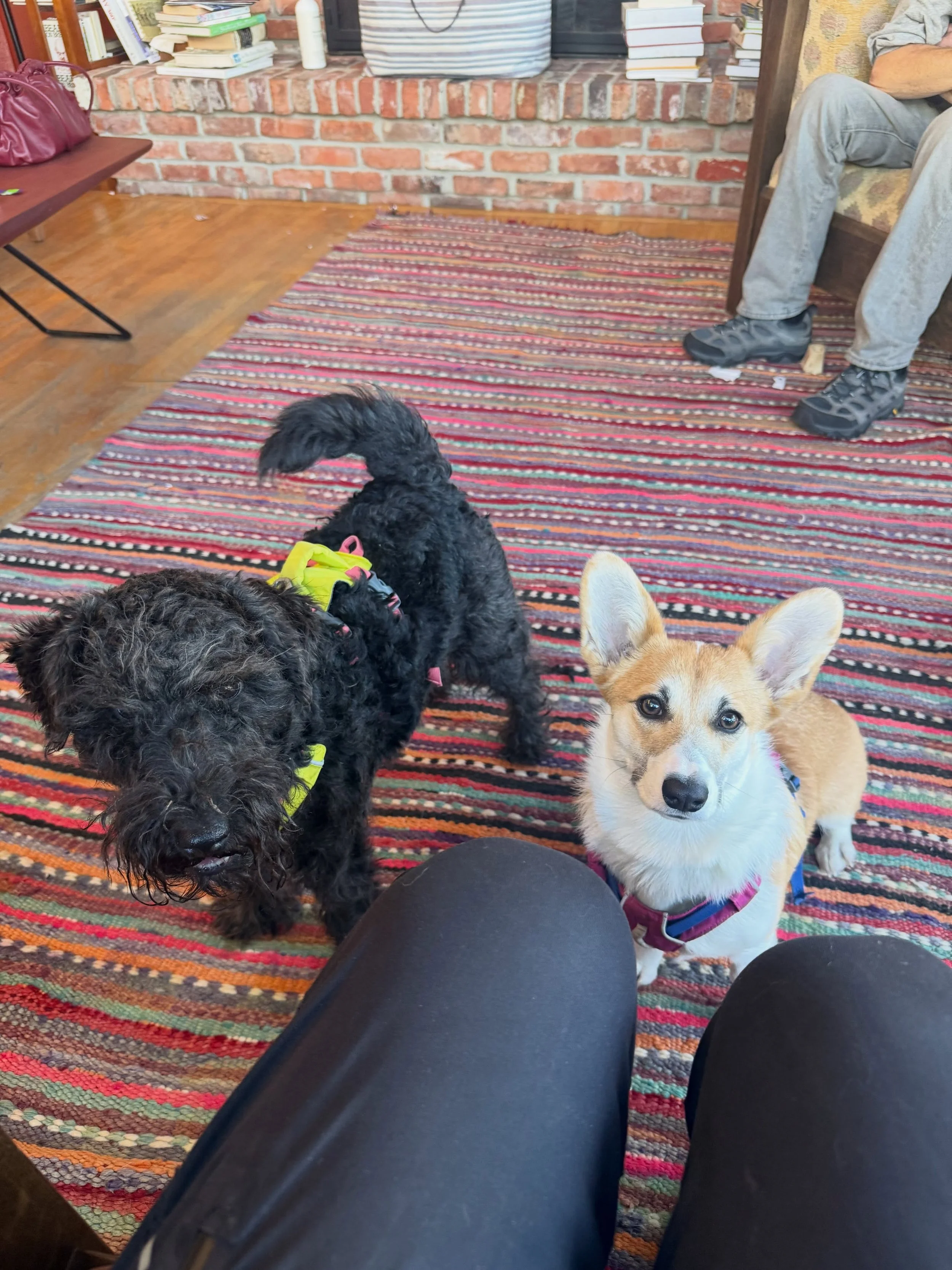 Here&rsquo;s Soochi and Cadi! A 2yr old Lakeland Terrier and a young Corgi puppy learning how to establish proper crate and potty training while also managing and understanding Soochi&rsquo;s triggers to reduce reactionary behavior. Owners on board t
