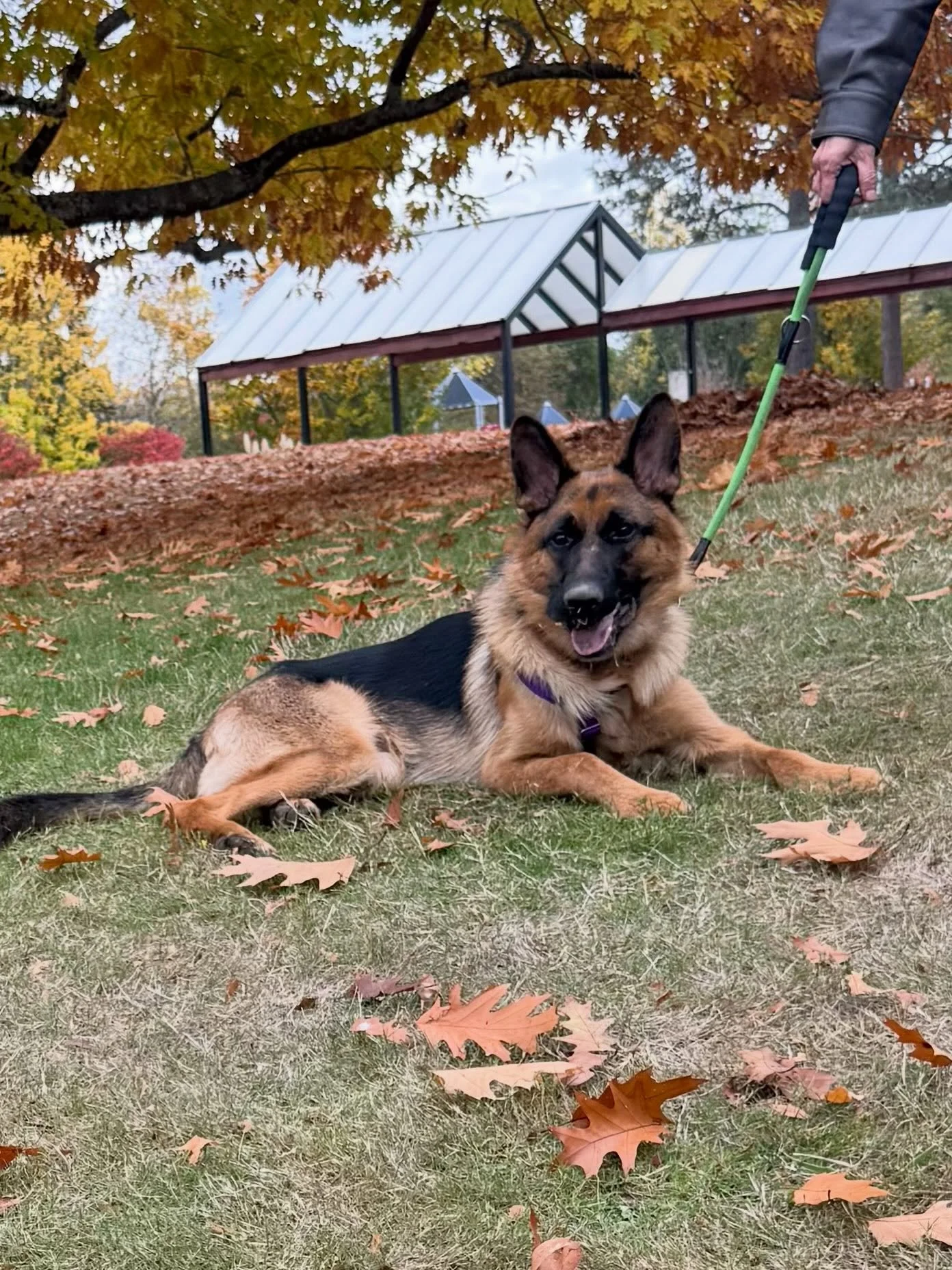 Here&rsquo;s Kanon! An anxious 10 mo old German Shepherd who overly reacts to dogs, people and general stimuli in his environment. Educated owners his to model calm and consistent behavior to help him follow clear leadership cues to keep him safe and
