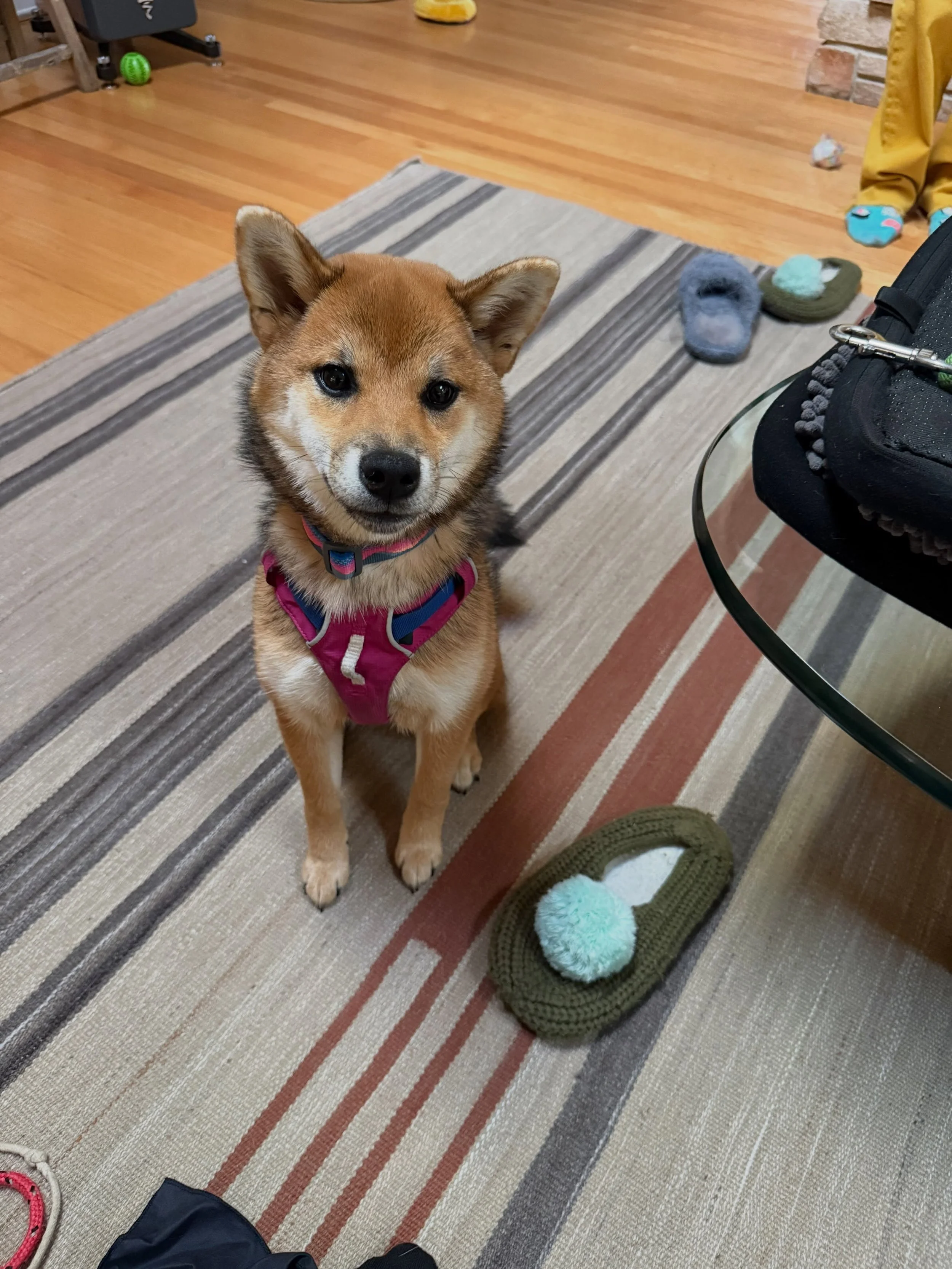 Here&rsquo;s Koko! A 6 mo old Shiba Inu who is learning impulse control and arousal upon initial greetings, leashing her harness, jumping for attention, excitement around food and engaging in decompression activities. Koko is incredibly smart, willfu