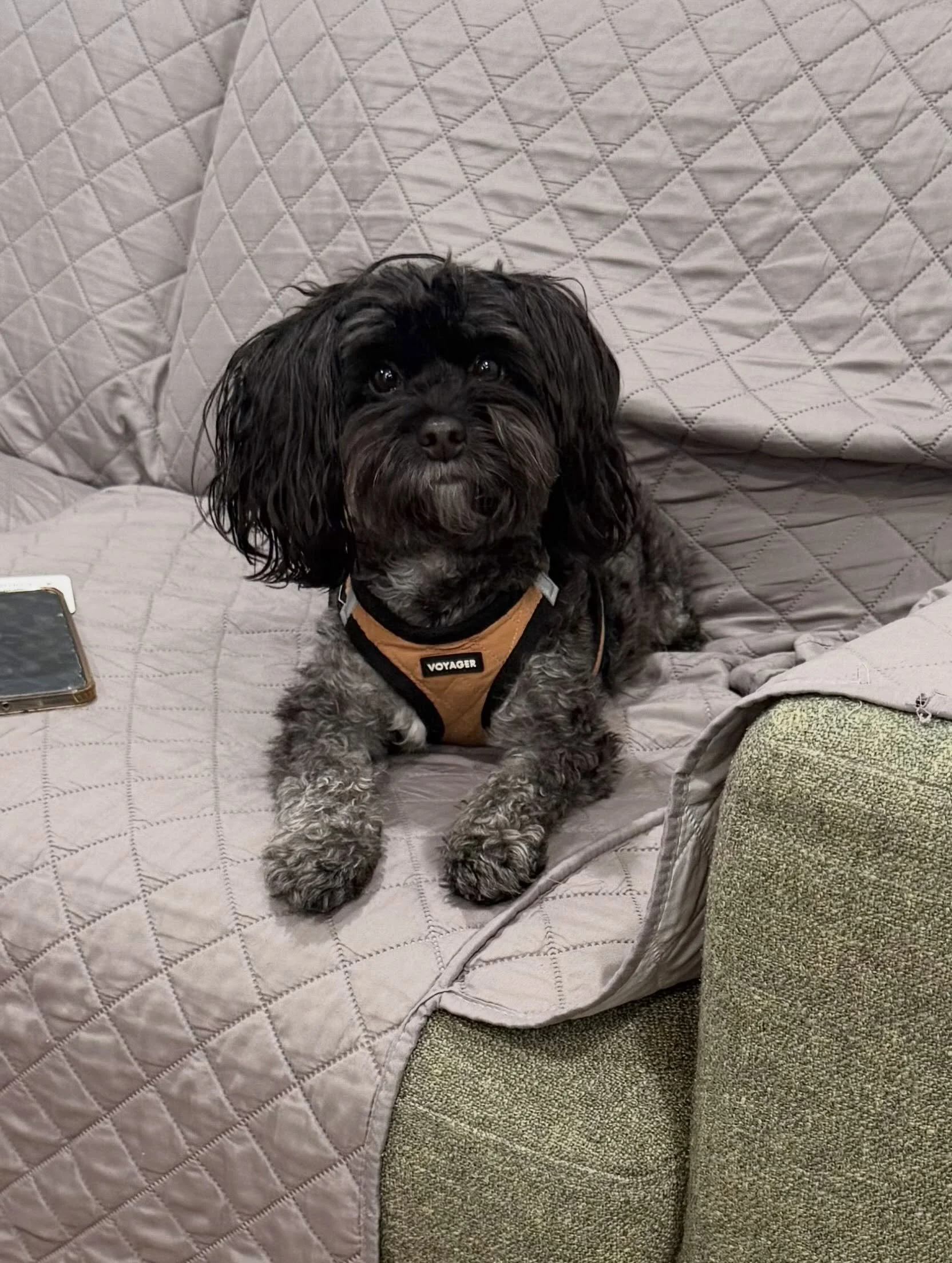 Here&rsquo;s Musa! A 5 yr old Maltipoo who gets very emotional when his owners and others attempt to leave their home. He will bark, rush and even nip in response making it hard to manage his behavior. Educated owners on ways to set consistent bounda