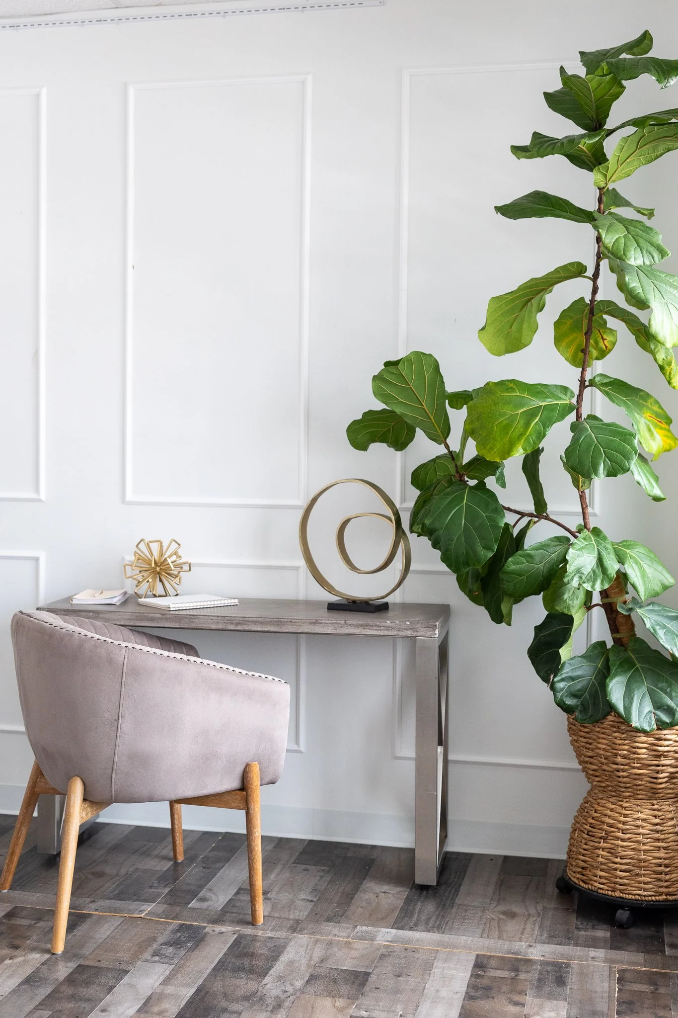 Back Room with live fig tree