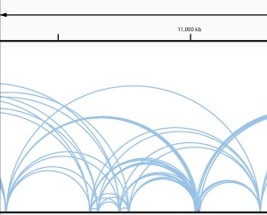 Junior PI Stefan Prekovic publishes new work on the role of 3D-genome interactions in steroid hormone-induced transcription.