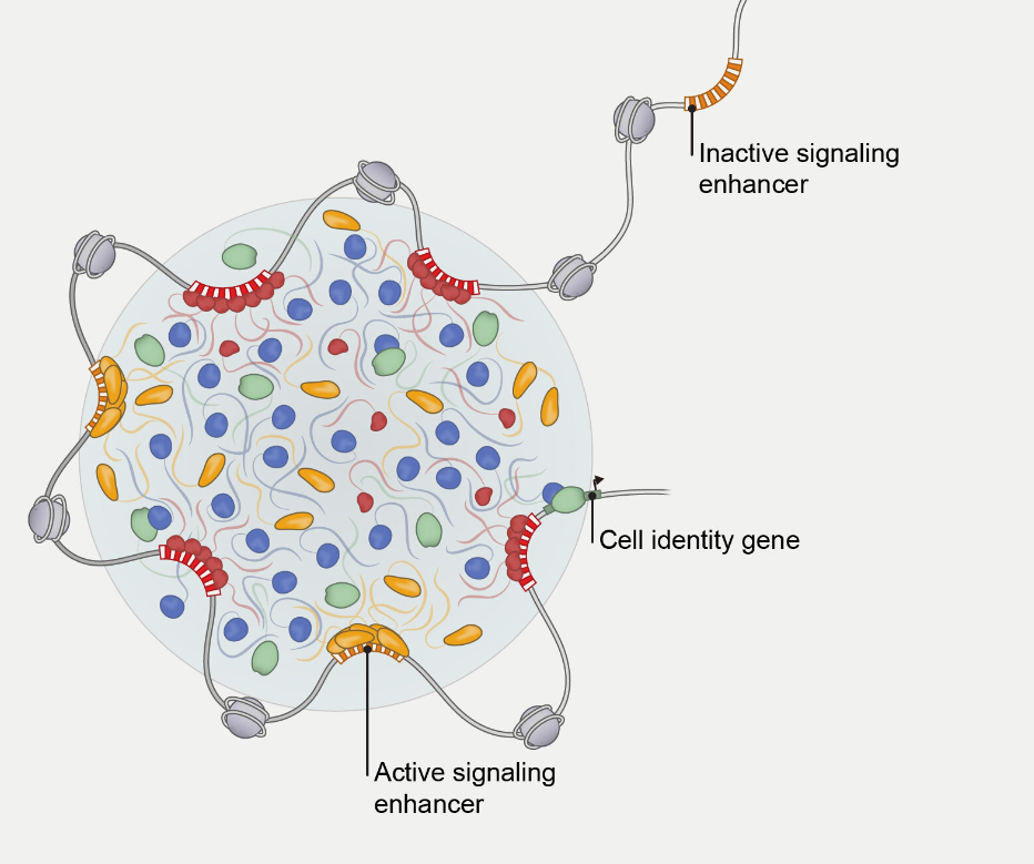 Jurian Schuijers receives NWO funding to study the role of protein droplets in transcription using “optical-tweezers” 
