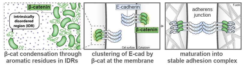 New paper out from Jooske Monster (Gloerich lab), Caterina Manzato (Schuijers lab) and teams!