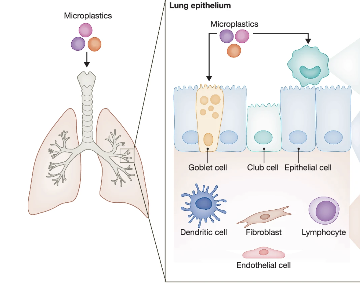 Emmanouela Epeslidou and Stefan Prekovic publish review on the potential impact of microplastics on human lung tissue
