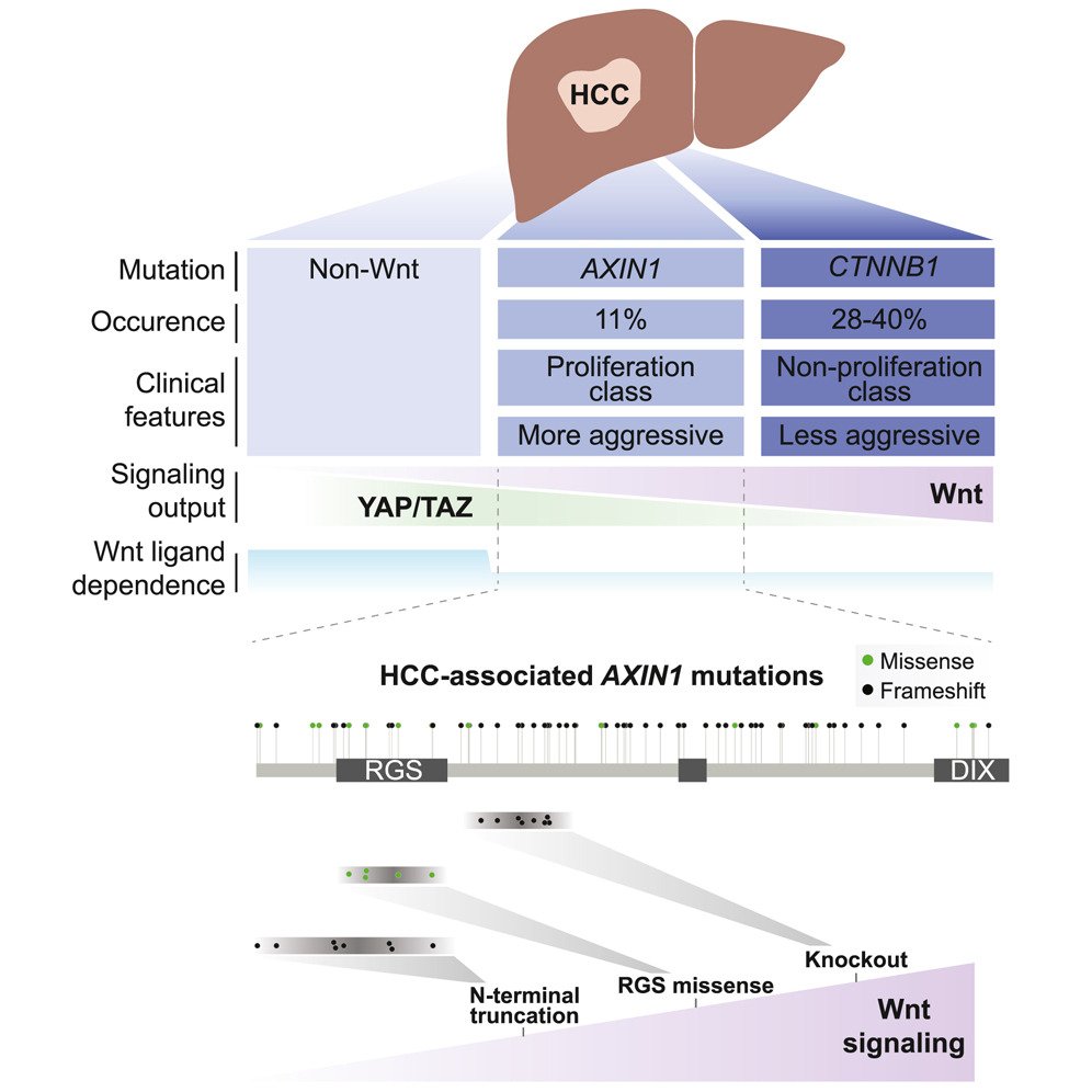 Anton Venhuizen (former PhD student) from Madelon Maurice’s lab publishes new findings on the role of AXIN1 mutations in liver cancer in iScience.