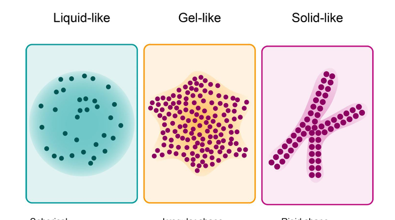 Cassio Fleming and Jurian Schuijers publish their review on the potential of therapeutic targeting of biomolecular condensates in disease treatments.