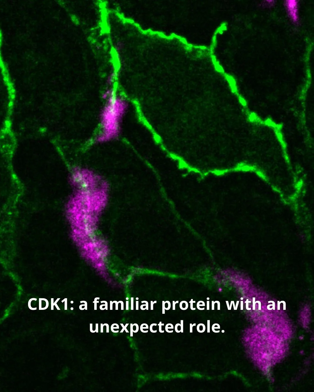 Margarida Dantas, Lisa Donker (previous Gloerich lab members), Martijn Gloerich and collaborators publish their findings on an unexpected role for CDK1 in epithelial barrier function. 