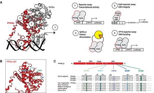 Rosalie Baak (Kalkhoven lab) and collaborators developed a robust experimental framework that allows for fast analysis of disease-causing mutations in the transcription factor PPARg