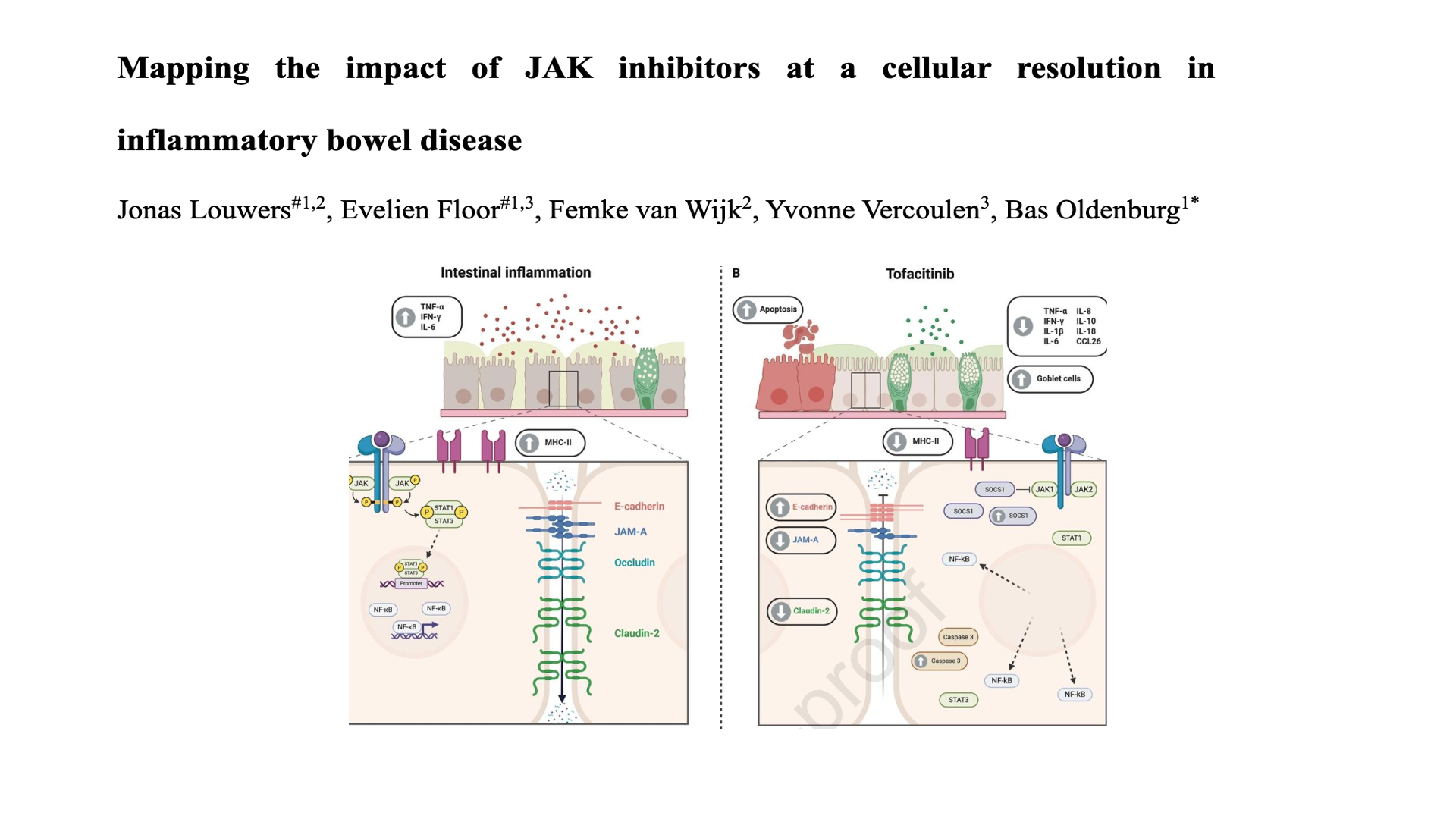 Congrats to Evelien, Yvonne Vercoulen, and collaborators for publishing a review on the complex impact of JAK inhibition on the gut barrier and immune cells in inflammatory bowel disease