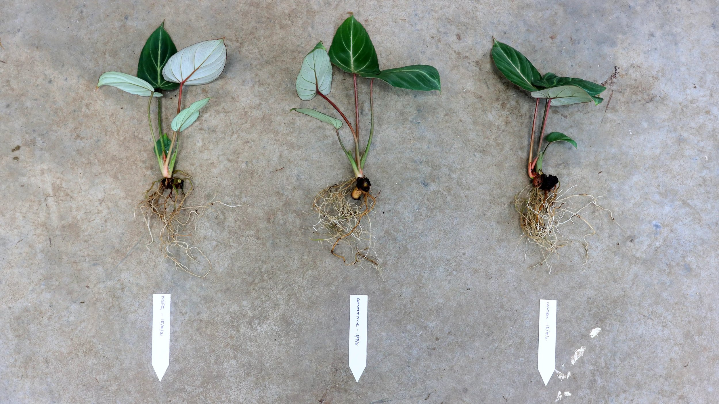 Before - Philodendron Gloriosum