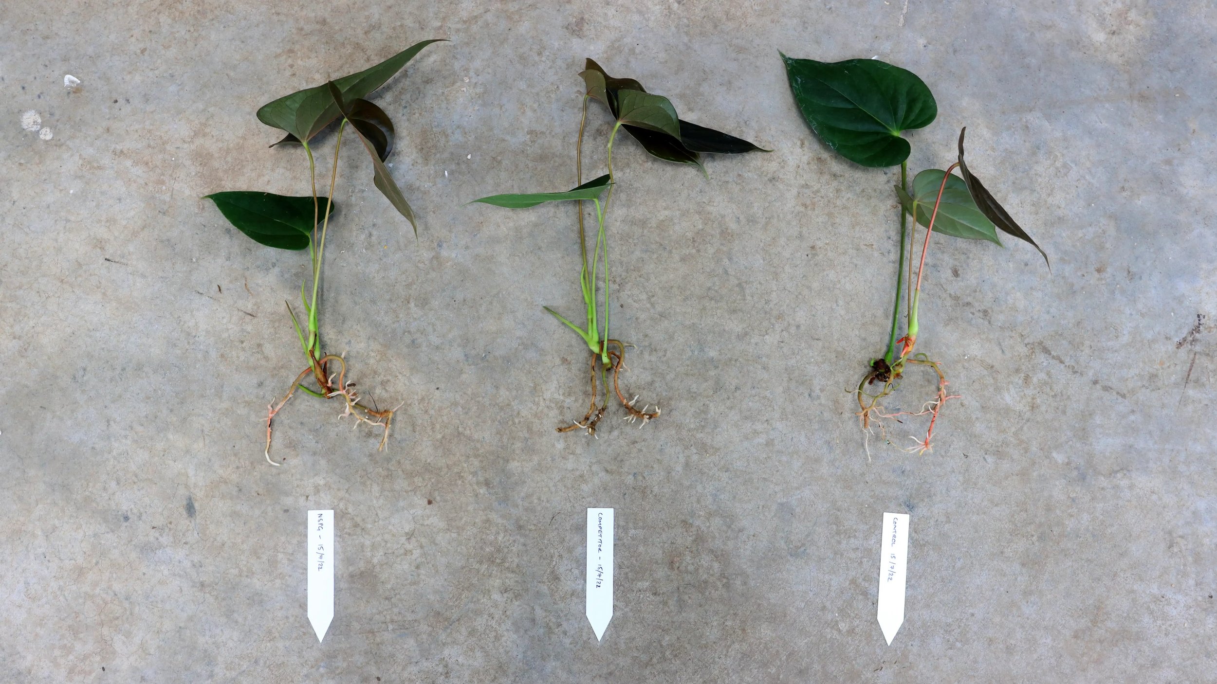 Before - Anthurium Dark SP