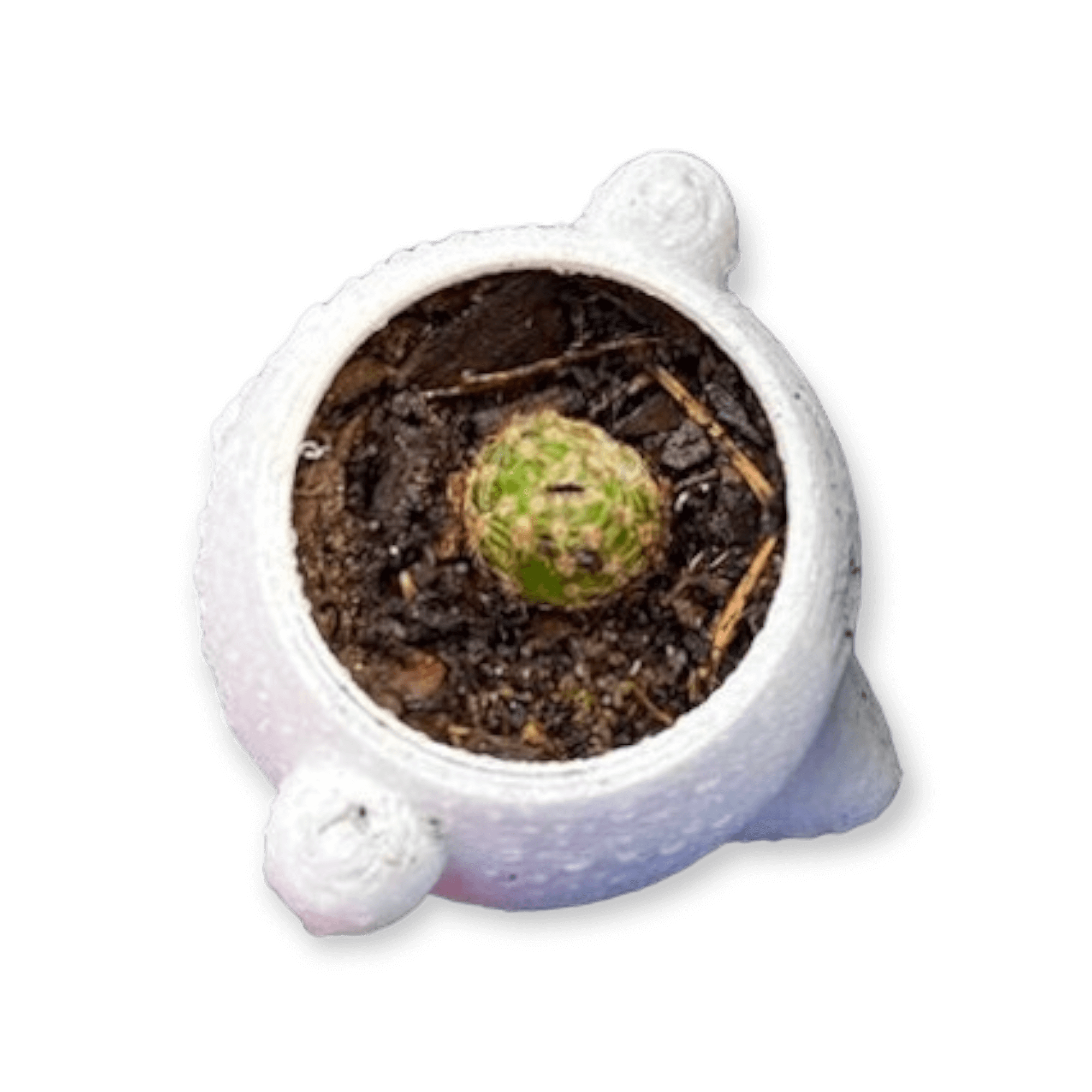 boo planter1.png