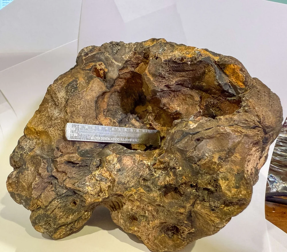 Primate Fossil Found in Texas2.JPG