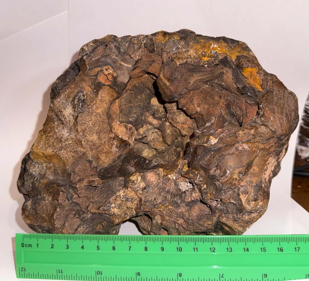 Primate Fossil Found in Texas3.JPG