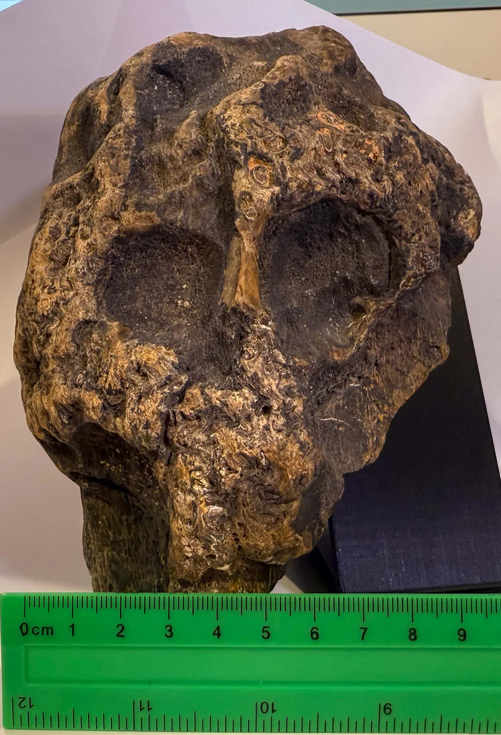 Primate Fossil Found in Texas5.JPG