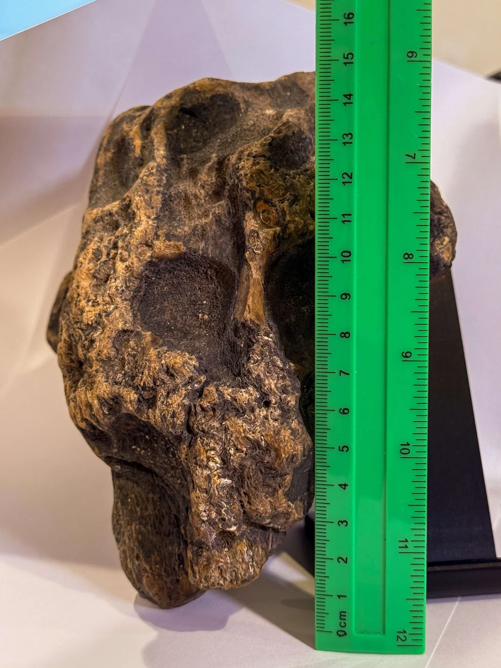 Primate Fossil Found in Texas6.JPG