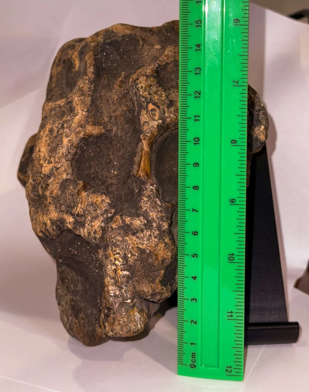 Primate Fossil Found in Texas7.JPG