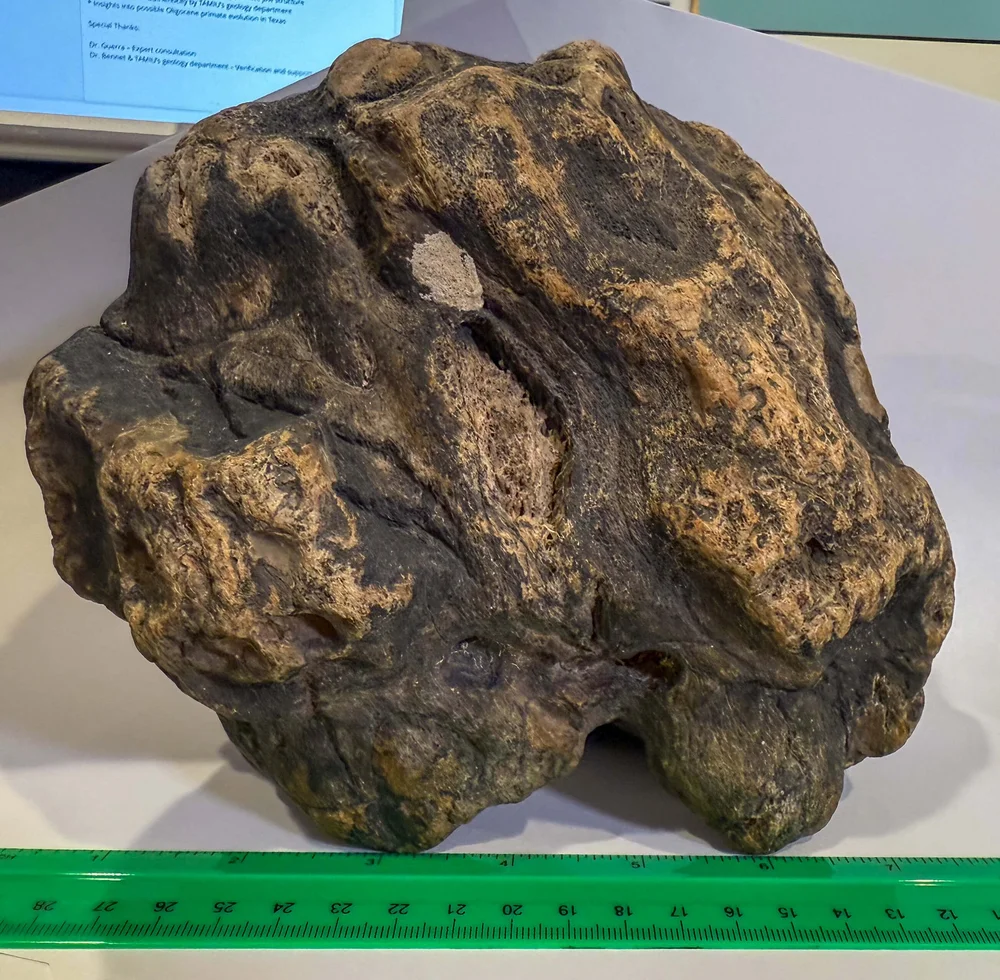 Primate Fossil Found in Texas10.JPG