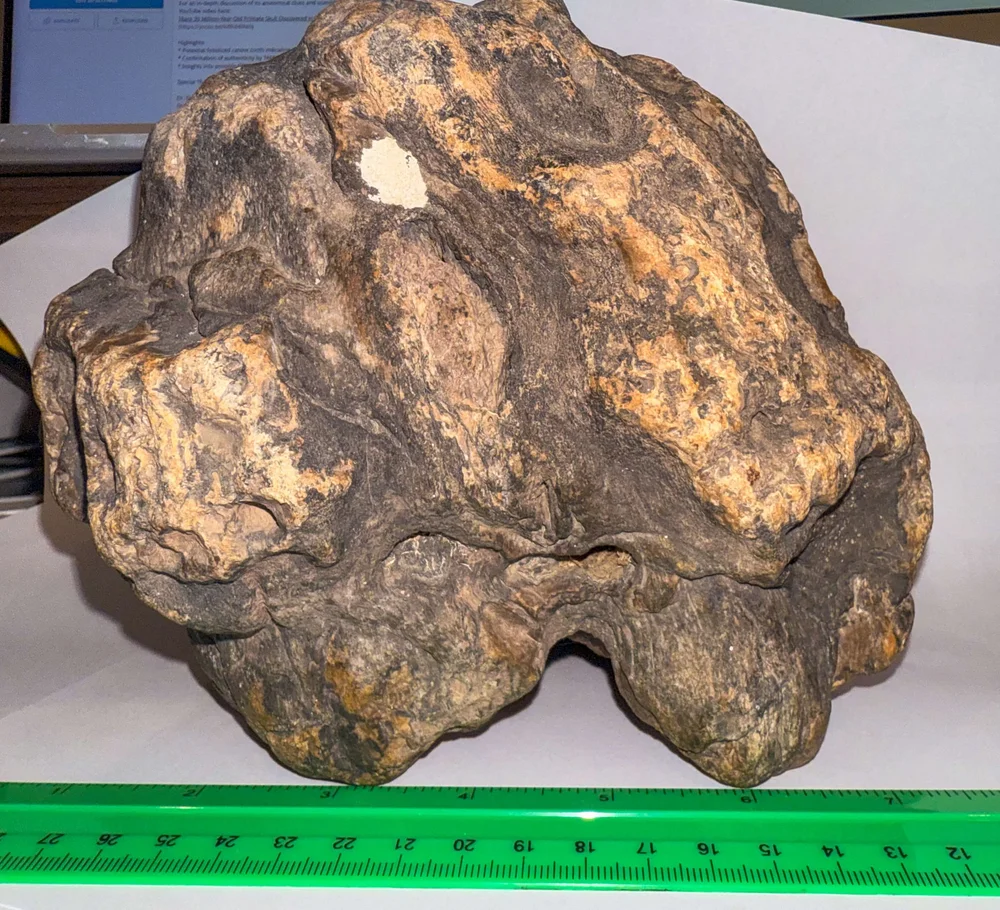 Primate Fossil Found in Texas11.JPG