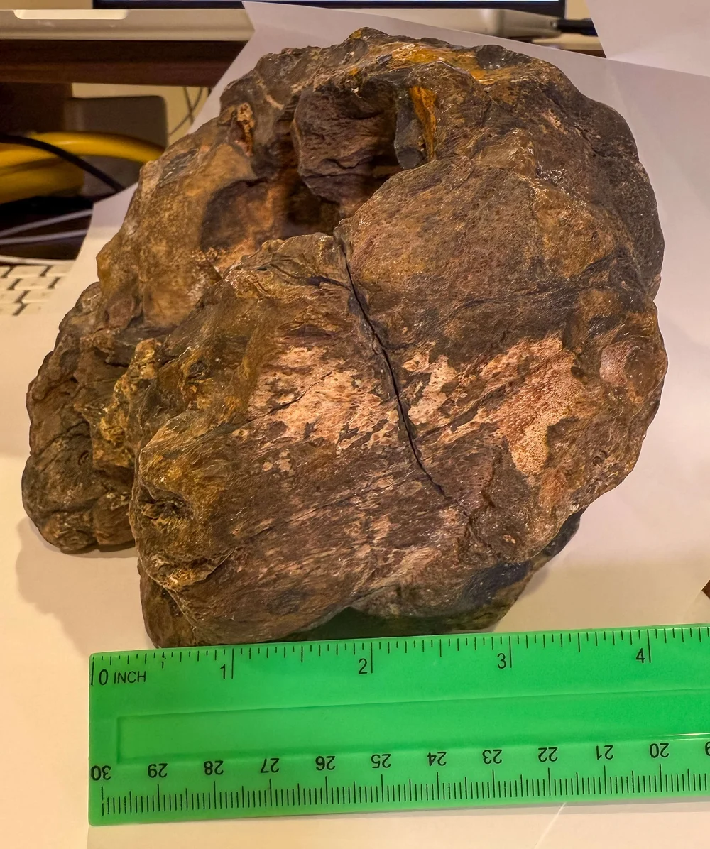 Primate Fossil Found in Texas13.JPG