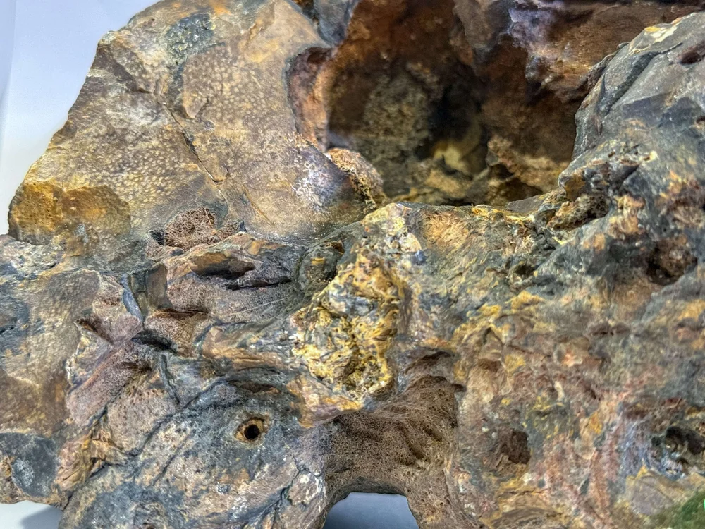 Primate Fossil Found in Texas14.JPG