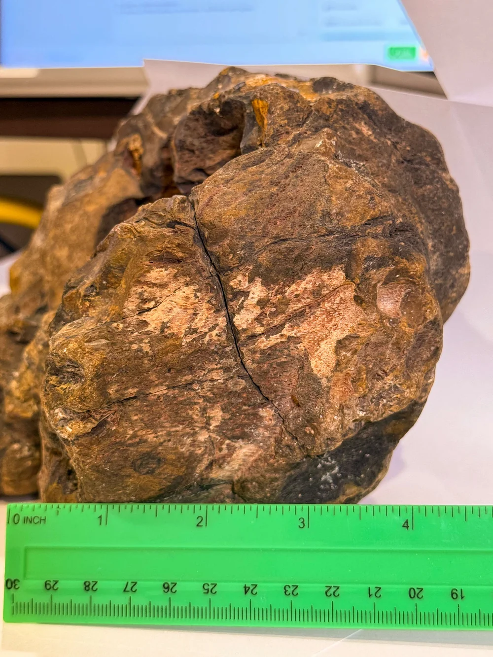 Primate Fossil Found in Texas17.JPG