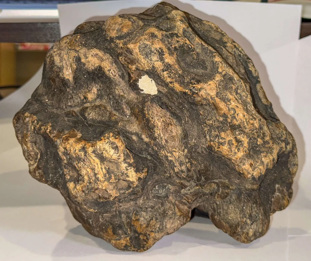 Primate Fossil Found in Texas21.JPG