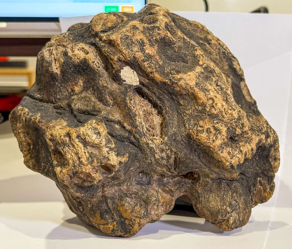 Primate Fossil Found in Texas22.JPG