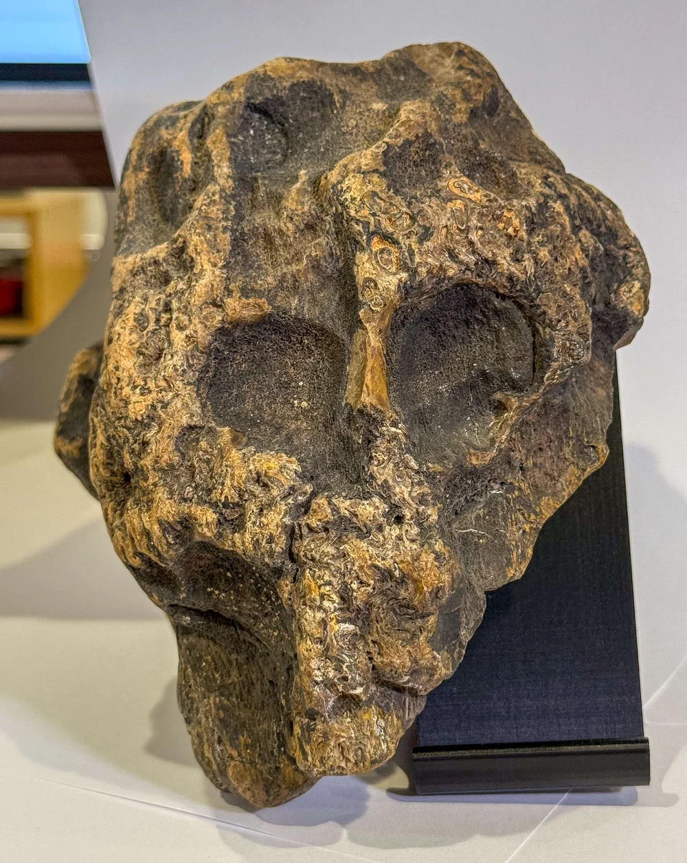 Primate Fossil Found in Texas24.JPG