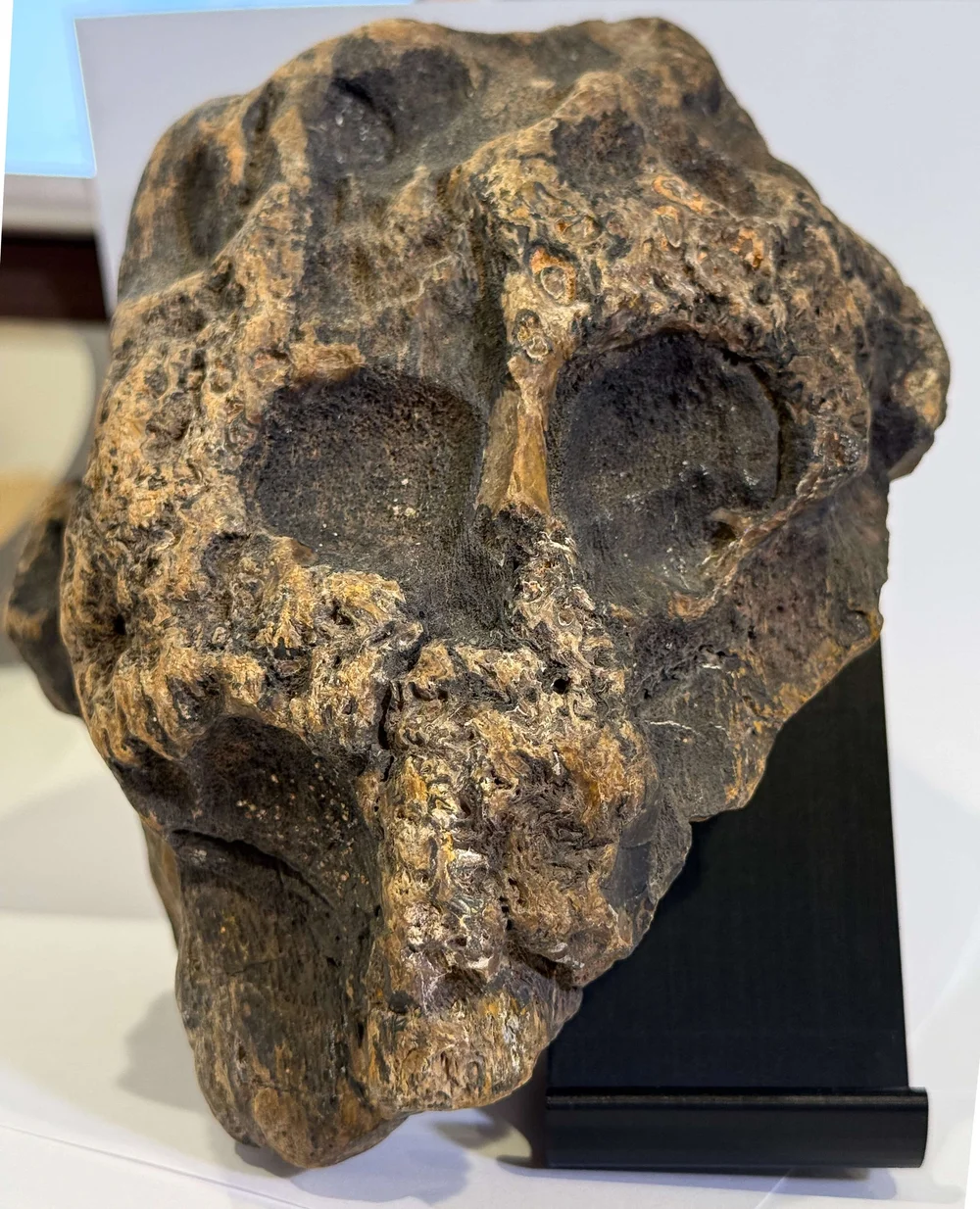 Primate Fossil Found in Texas25.JPG