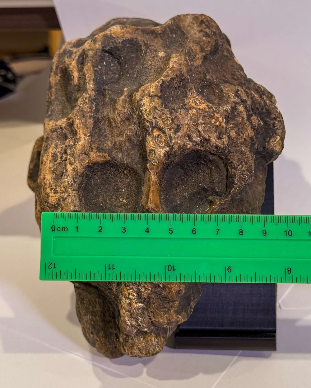 Primate Fossil Found in Texas26.JPG