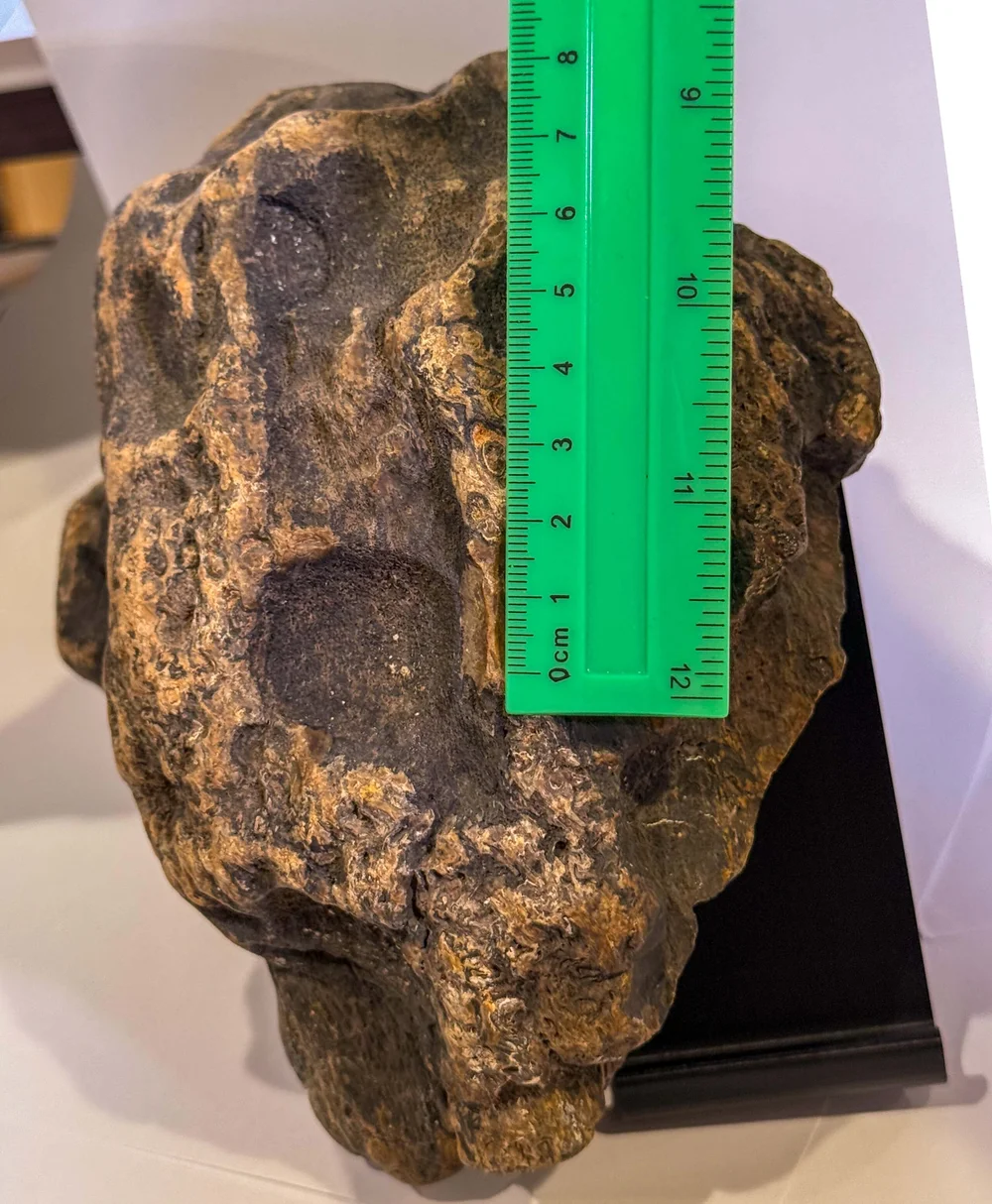 Primate Fossil Found in Texas27.JPG