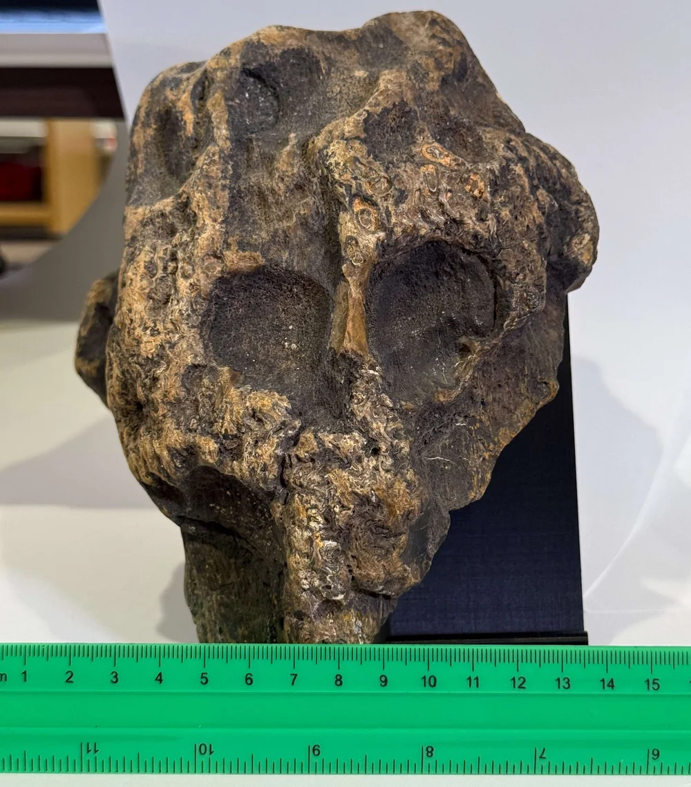 Primate Fossil Found in Texas28.JPG