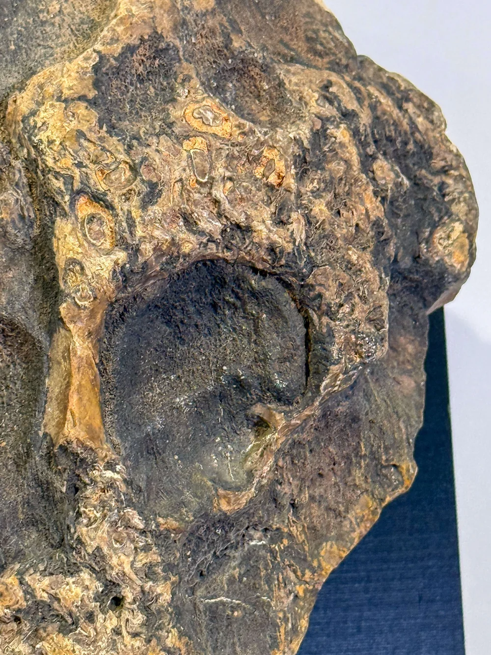 Primate Fossil Found in Texas29.JPG