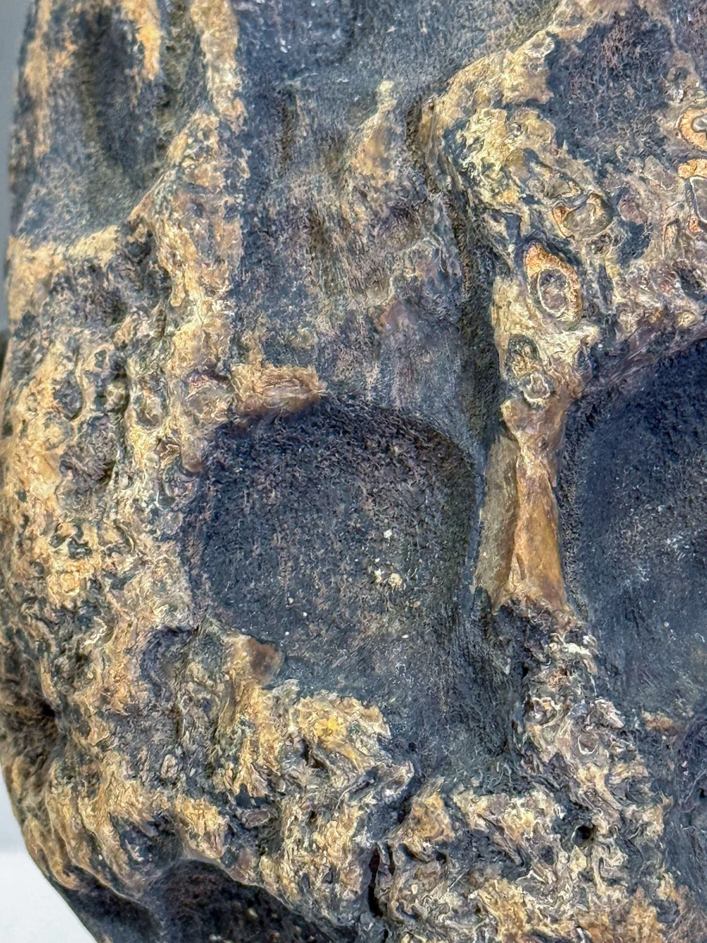 Primate Fossil Found in Texas30.JPG